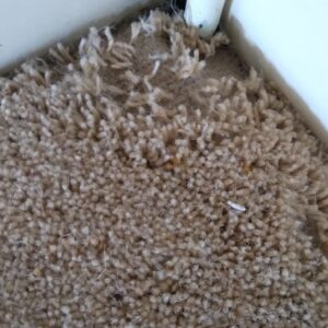 Carpet repairs and insect treatment